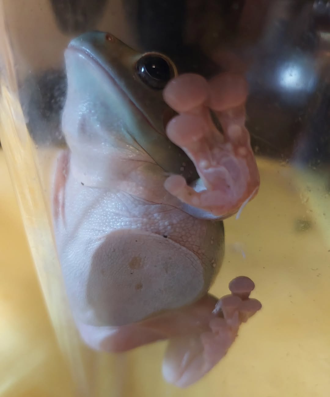 ⛓️ (during tank clean)

#cutefrog #frogsofinstagram #frog #whitestreefrogsofinstagram #dumpytreefrog