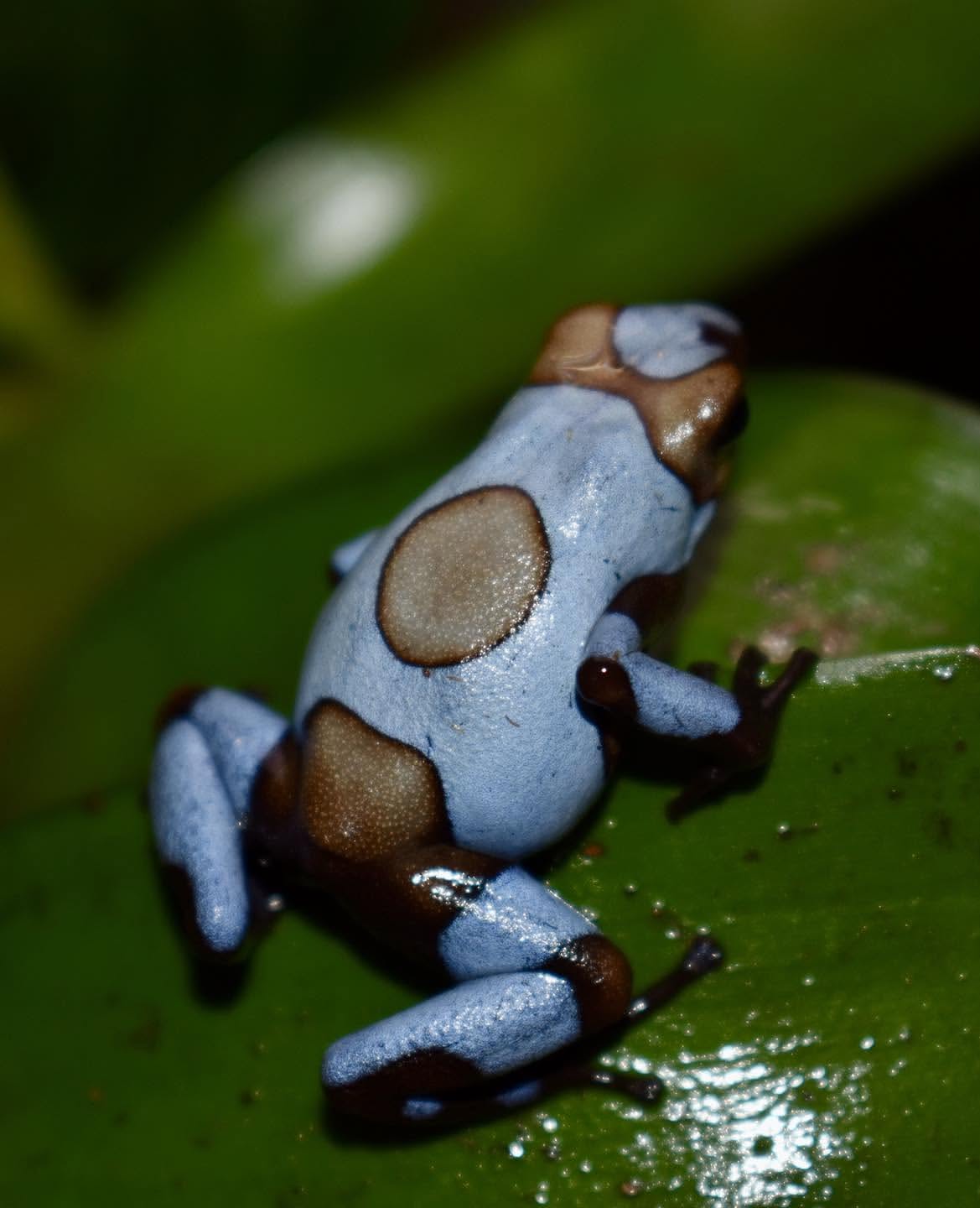 Blue Histrionica unsexed is looking gravid like a female, but my male is still super shy and doesn’t call much. 🩵🩵

#oophagahistrionica #oophagahistrionicablue #oophaga #dartfrog #dartfrogs #dartfrogtank #dartfrogvivarium #dartfrogsofinstagram #vivarium #froglove #frogsofinstagram #poisonfrog #poisondartfrog #amphibiansofinstagram #terrarium #frog #reefandrainforestoffice #indoorjungle #arrowfrog #poisondartfrogs #frogs #rainforest #exotic #gems