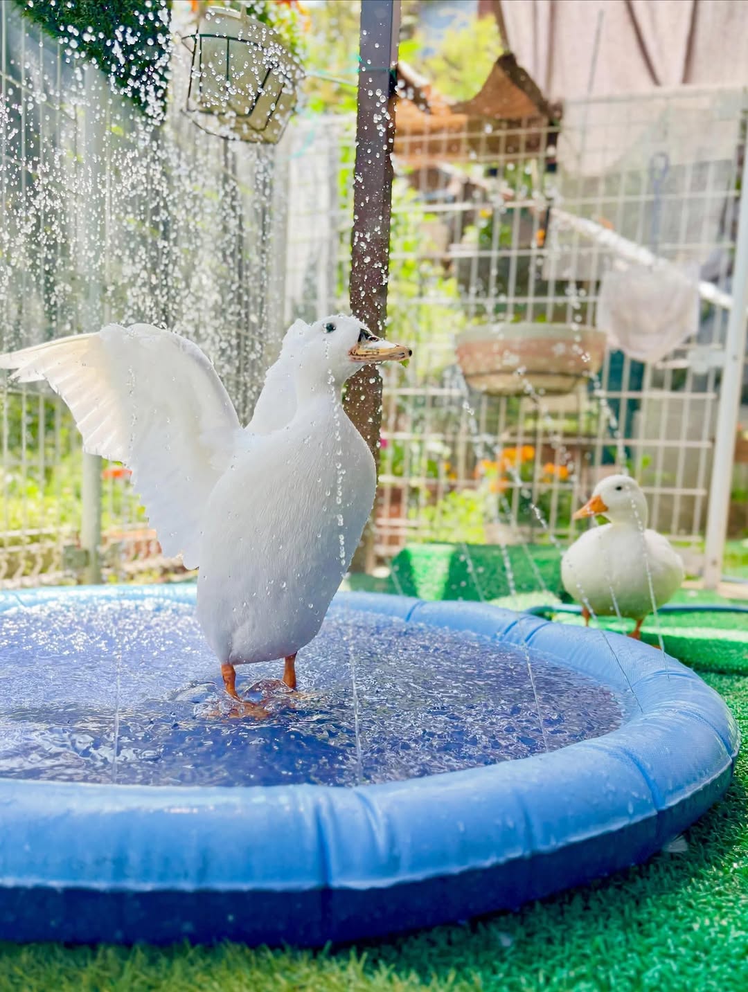 Fountain pool 🦆

Comment Below 👇
.
.
Follow Us @ig_ducklover 🐥
Follow Us @ig_ducklover 🦆
Follow Us @ig_ducklover 🐤
.
.
.

💬 Double-tap if ducks = happiness 
.
.

📸 credit: @ahiraa2go
All rights belong to original’s owner
📩 DM for credit/remove
.
.
.

#duck #ducks #ducksofinstagram #ducklings #babyduck