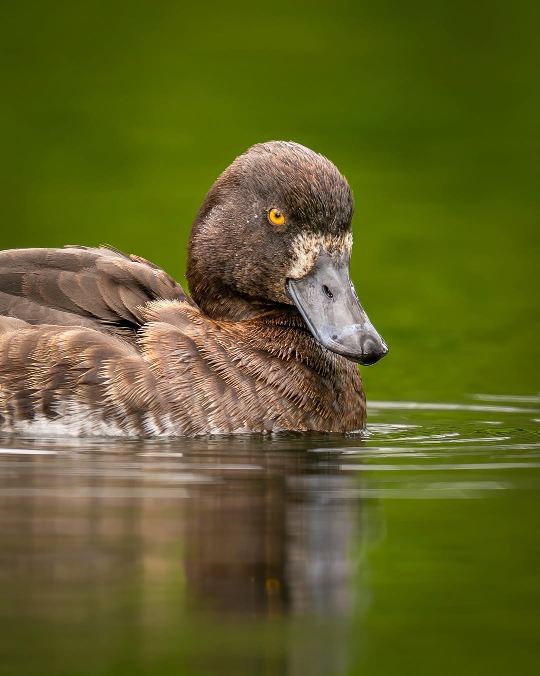 “Serious girl” Female Tufted Duck. I really like that white patch around beak, which some of the females have. It adds some character and details and makes them look similar to Scaups. #wildlife #birdwatching #birdphotography #seabirds #ducksofinstagram