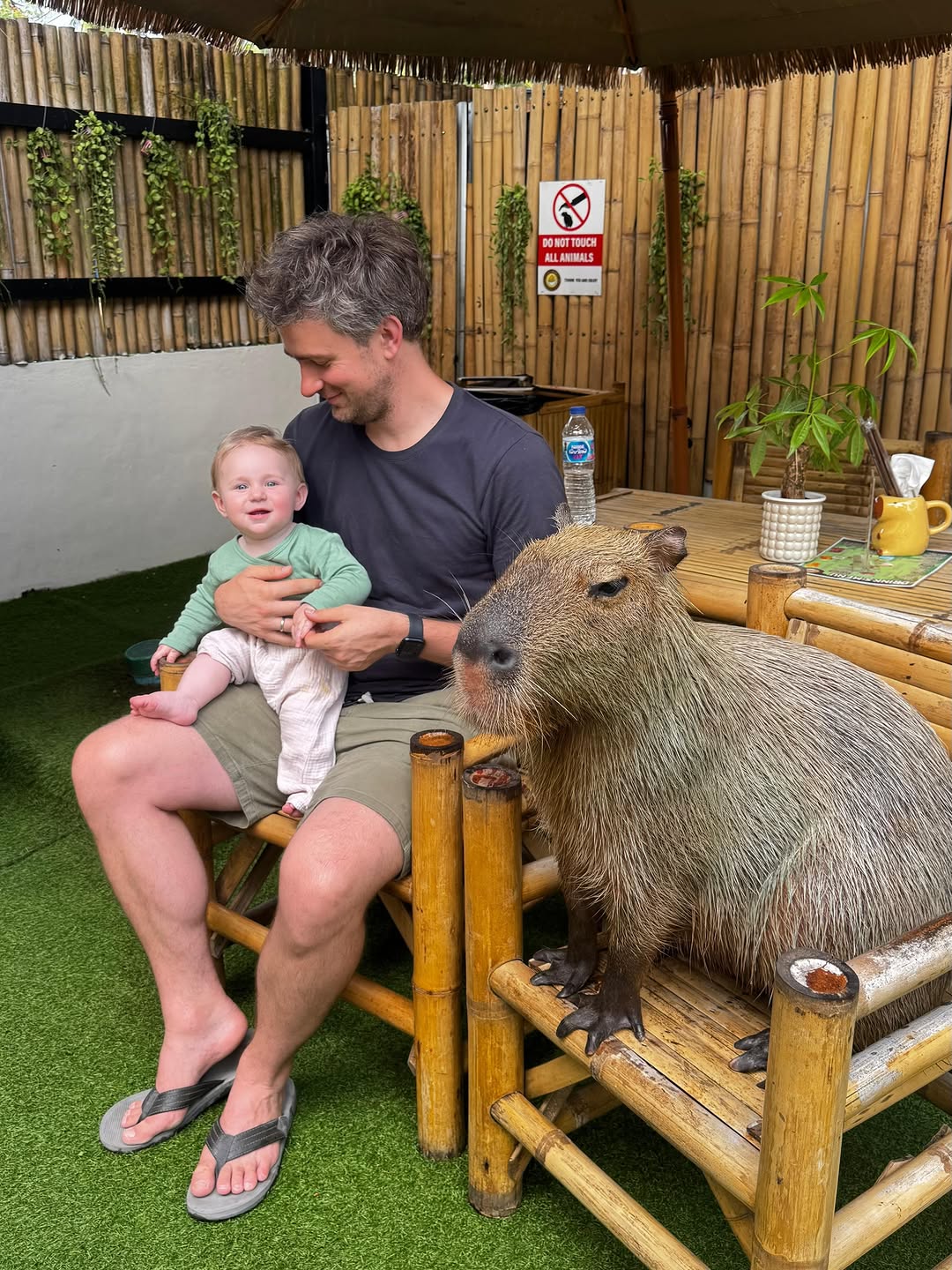 Baby: 😀
Dad: 🙂
Capybara:🧍

#kohphangan #capybara #thailand