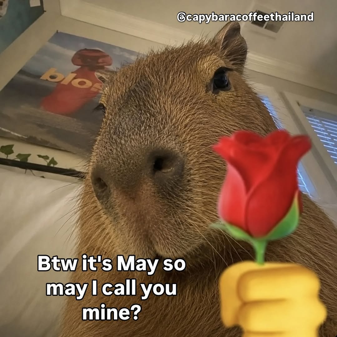 🤭🌹 @capybaracoffeethailand follow us for more capy content!

#capybara #love