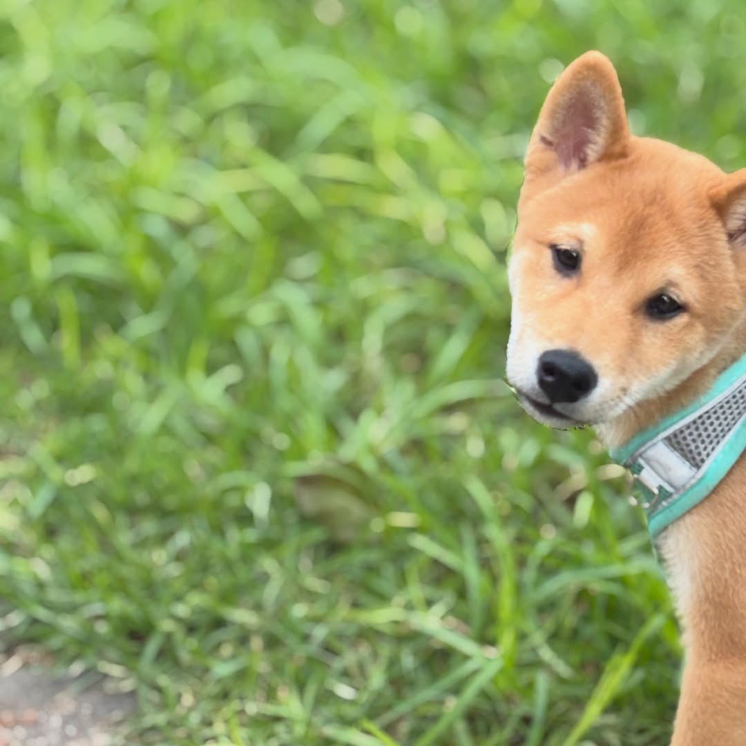 💚

#shibainu #shibapuppy #verdequetequieroverde