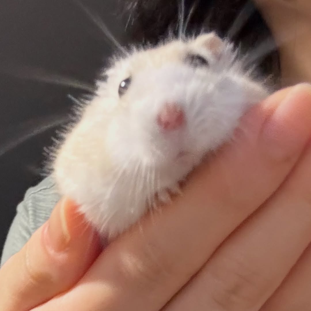 바보미 가득한 햄허당 

#햄스터 #햄찌스타그램 #hamster