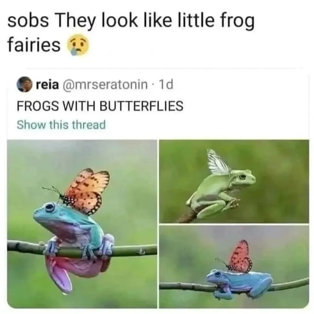 🐸🦋

Repost @froggies_land 🐸👑
.
.
.
.
.
#frogs #frogmemes #frogsofinstagram #frog #froggy