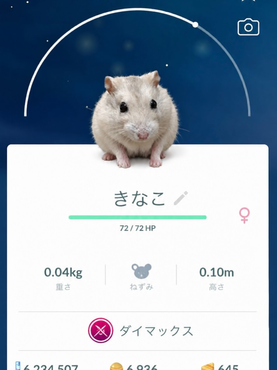 ポケモンGO風のきなこ😊

#ハムスター 
#hamster 
#ジャンガリアンハムスター 
#ハムスターのいる暮らし
