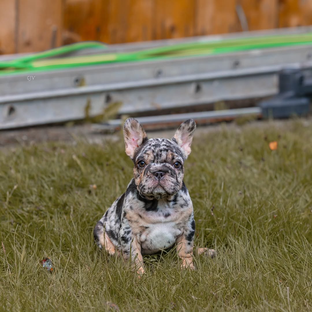 TFFUK'S🇬🇧 
🕷🪢MARILYN MONROPE🪢🕷 

WHAT A BANGING LITTLE GIRL! 😮‍💨😍❤️ 

◀️◀️◀️ SWIPE TO SEE 🧬 & 🏥 ◀️◀️◀️

BLACK & TAN, HARLEQUIN MERLE, BIGROPE, CARRYING COCOA, TESTABLE, PINK, C1 & SHEDDING! 
👀🔥👌💨 

📸 @ceejays_visuals 

🇬🇧🇬🇧🇬🇧🇬🇧🇬🇧🇬🇧🇬🇧🇬🇧🇬🇧🇬🇧
@the_fluffy_factory_uk 

#frenchbulldog #frenchbulldogs #doglover #dogsofinstagram #puppy