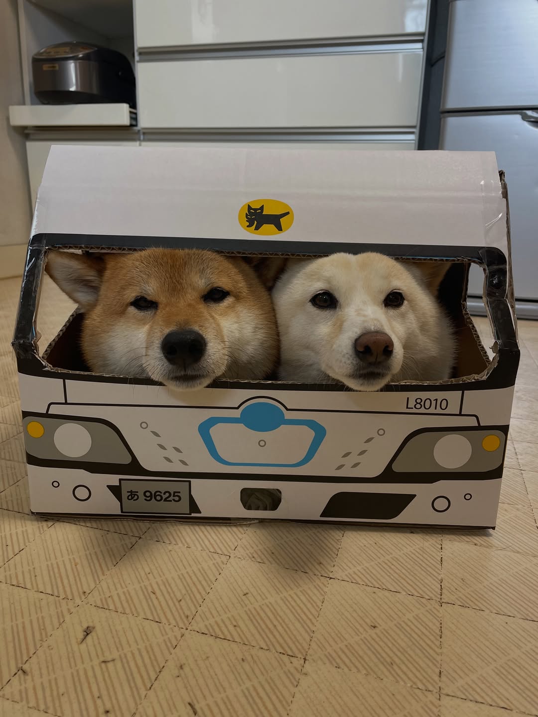 2026年5月20日水曜日☀️☁️。
⁡
『赤白柴犬の宅急便でーす🐕』
⁡
@moko_tao_65_328 
ジャガーさんが送ってくれた、
宅急便の車のダンボール❣️
⁡
昨日、くり抜いて、
形作って置いてあったら、
カンタが興味津々😂
⁡
自分から中に入っていった❣️
けど、窓から、なかなか顔出してくれない💦
⁡
オヤツ前に持って行ったら、出てきた🤣
⁡
それを、見てたメイ❣️
オヤツ欲しさに、入ってくれた😍✨
⁡
2人入れるか心配だったけど、
入れたよ〜🤭💖
⁡
何これ〜🤣
可愛すぎる💖
⁡
これから、チョコチョコ、出現するかも🤭
⁡
もっと、上手く、
2人が入ってくれる様になるといいな🥰
⁡
ジャガーさん、本当にありがとう〜❣️
⁡
 #shibainu  #柴犬  #ヤマト運輸ダンボール  #赤白柴犬宅急便  #宅急便でーす