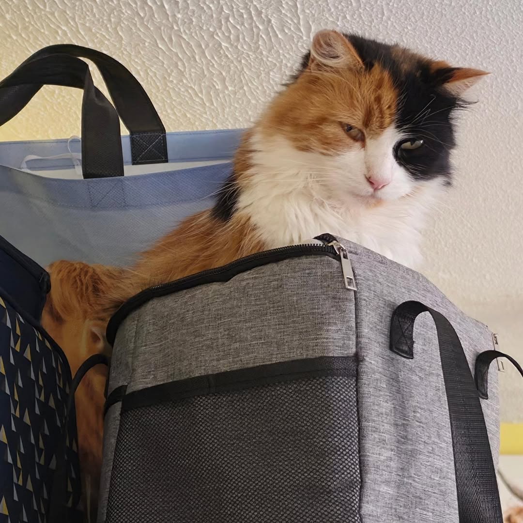 What are you doing up there cat?

#cats #catsofinstagram