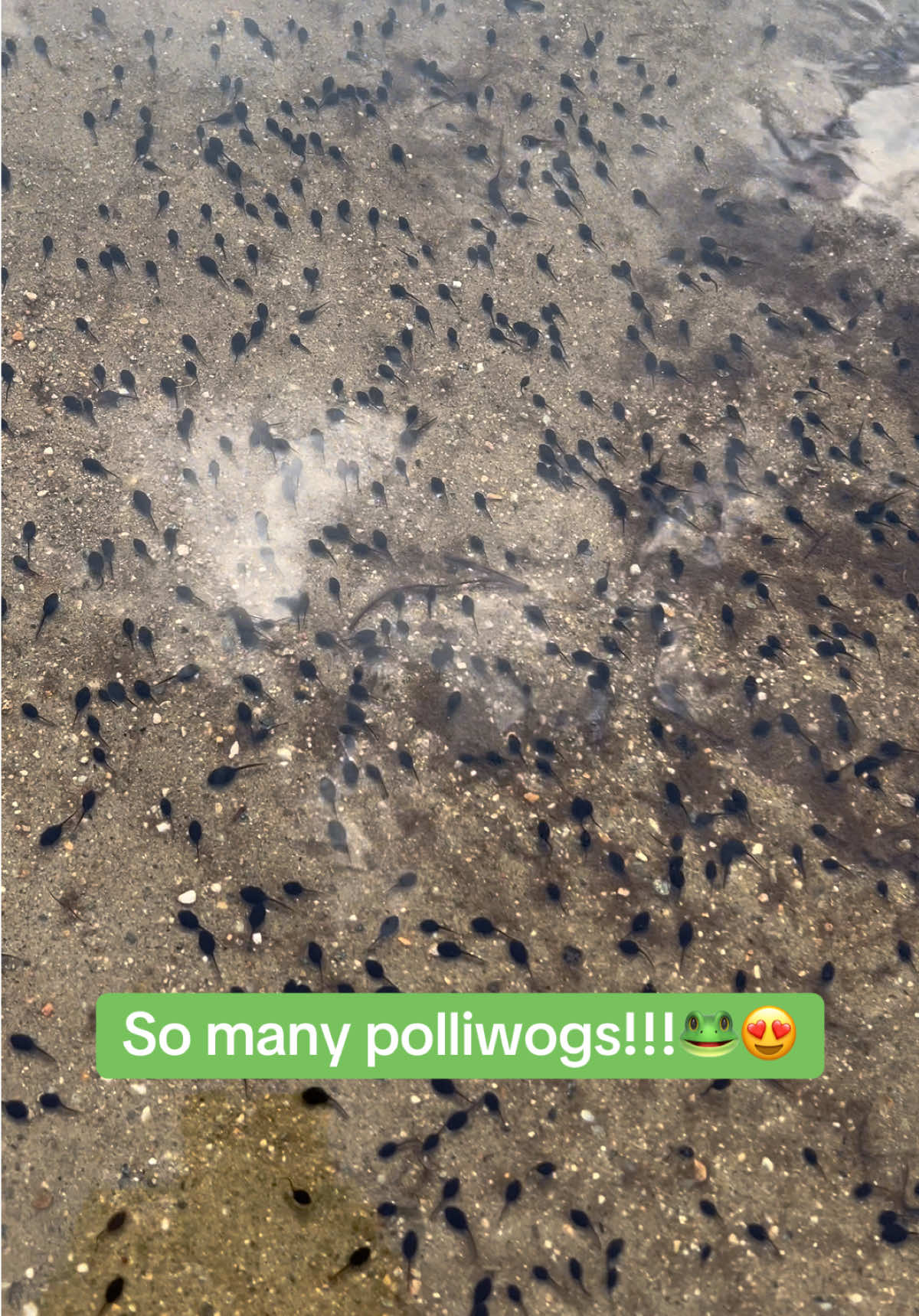 Lots of polliwogs!!! 😍😍😍🐸 So cute! Going to have to come back in a couple weeks to see all the baby froglets!!! #frogs #frogsofinstagram #wildlife #cute #pond