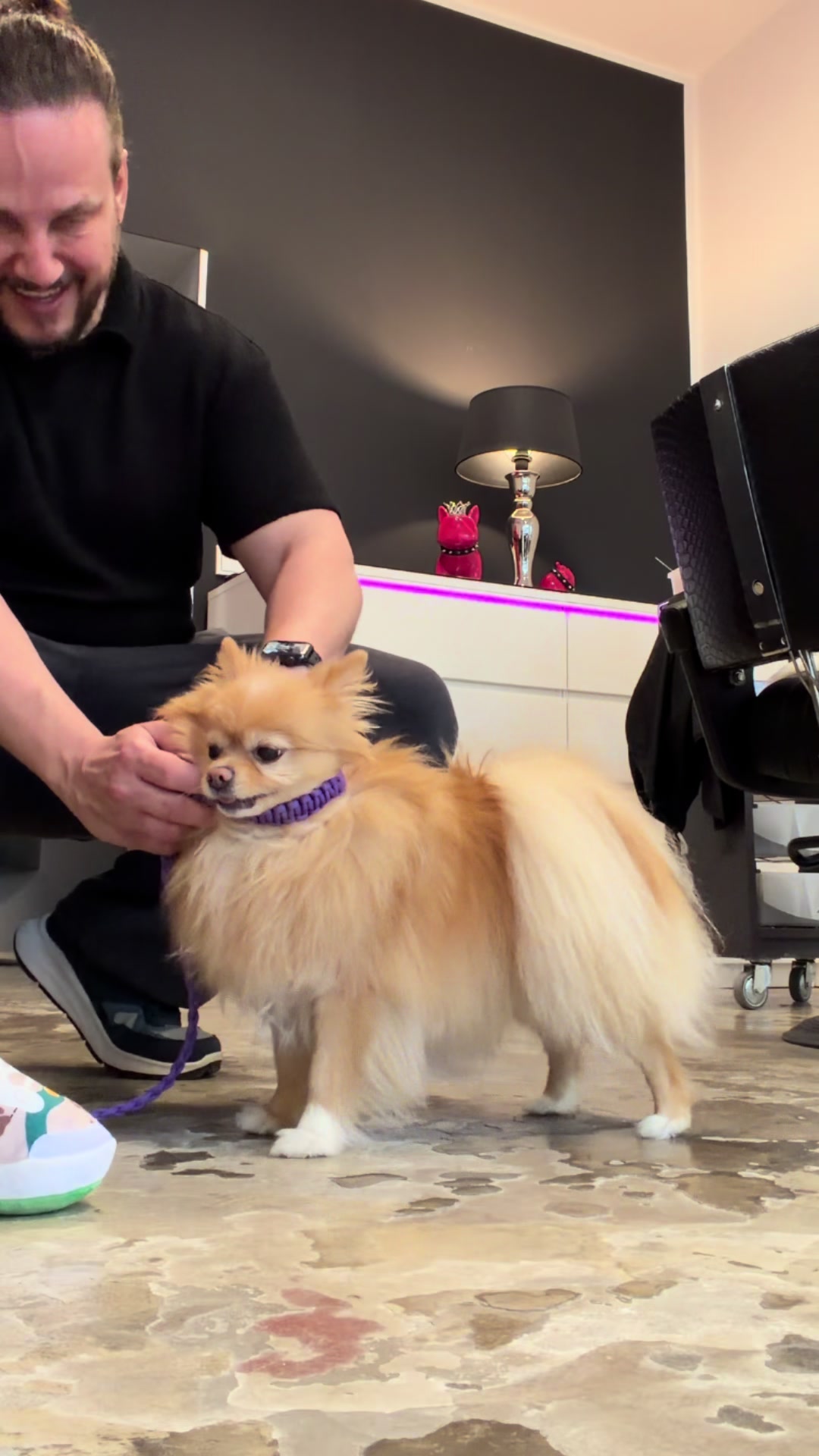 Let’s go 🐾🐾🐾#pom #pomeranianlove #pomeranian #dogsofinstagram #dog