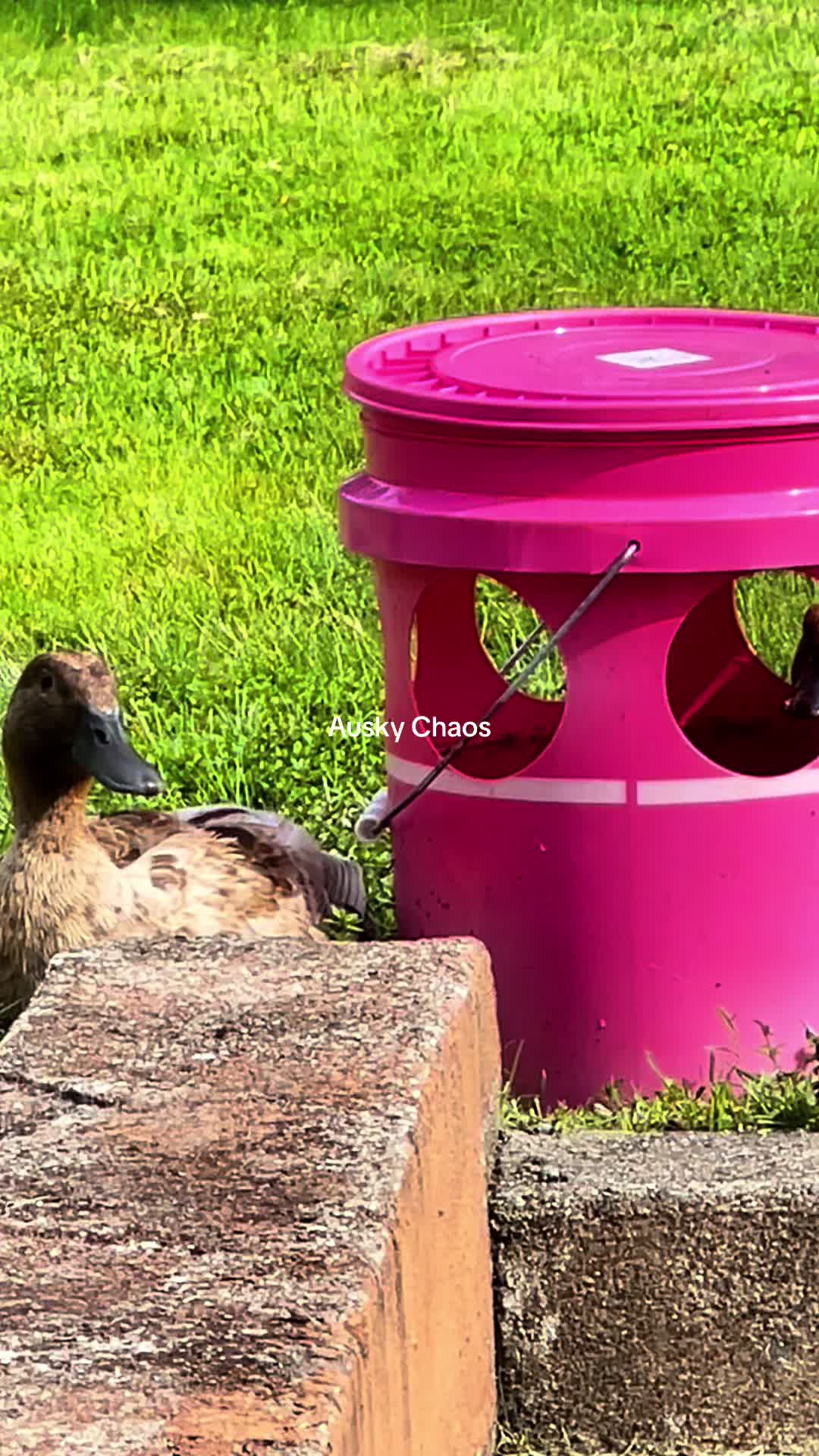 Phoebe has her head in the bucket. Life is hard for these ducks you know. Enjoy! #ducks #cuteducks #petfun #cutestanimals #ducksofinstagram