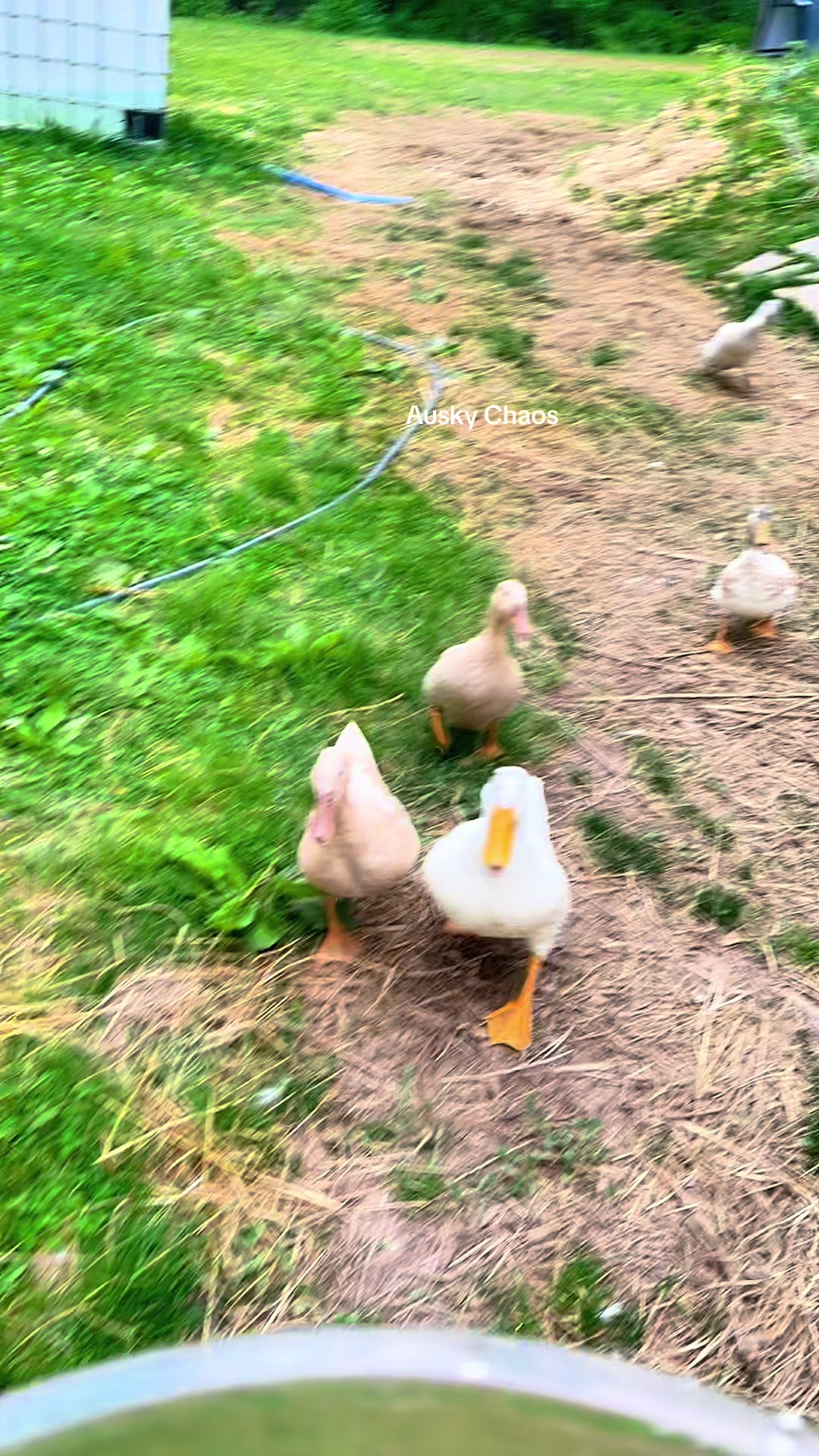 Monica and Phoebe already got their peas 15 mins before this. If they want to grab a few extra I am not going to get involved. Buffy is very bossy. Hope they will let the OGs into their flock. Enjoy! #ducks #cuteducks #petfun #ducksofinstagram #cutestanimals
