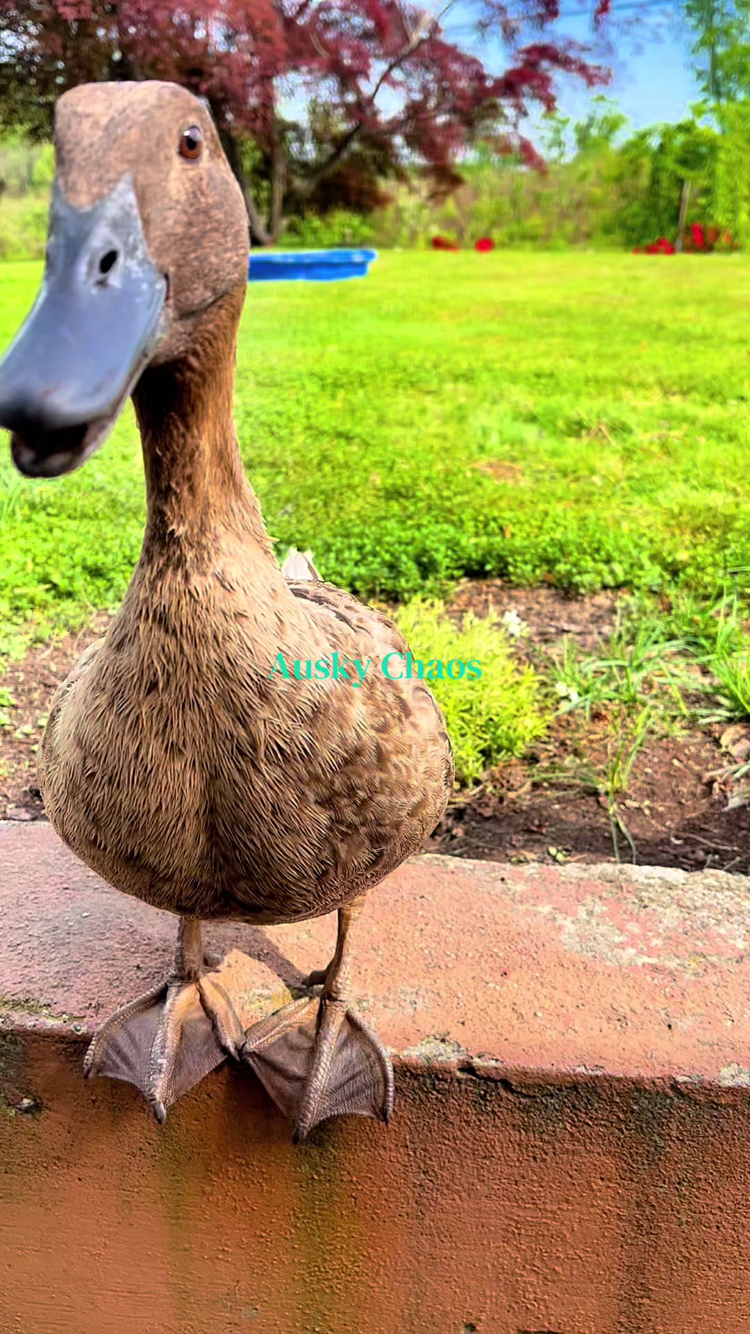 Monica and Phoebe getting the VIP pea service today. Yeah, ducks can eat peas without water… but rookie me read one thing online and decided every pea needed a lifeguard. Now it’s just tradition. Enjoy! #ducks #cuteducks #ducksofinstagram #petfun #animalASMR
