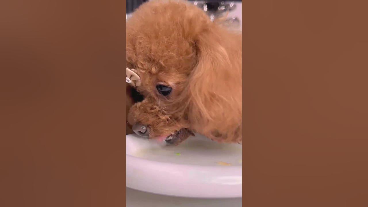 #dog #dogsofinstagram #dogs #dogstagram #instadog #doglover #dogoftheday #ilovemydog #frenchbulldog #youtubeshorts #youtube #shorts #youtuber #youtubechannel #reels #trending #instagram #youtubers #viral #youtubevideo #tiktok #ytshorts #youtuberindonesia #video #short #shortsvideo #youtubemusic #tipsyoutube #youtuberpemula #gaming #belajarmainyoutube #youtuberberkelas #carangeyoutuber #mainyoutube #avakinfashionguru #youtubevideos #subscribe #india #instagramreels
