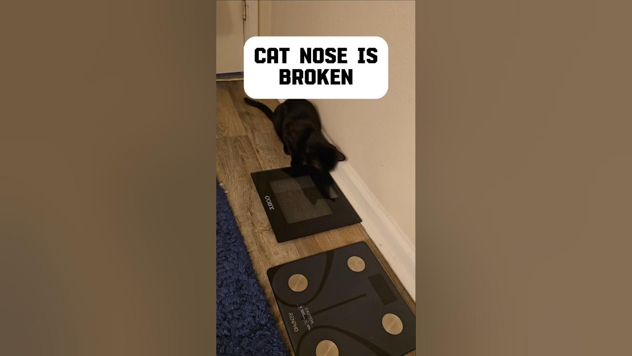 Cat Nose is Broken Cats can smell 14x better than humans.

This man walked into TOXIC WASTE, sniffed around, got CLOSER, sat down on the bath mat, and made himself comfortable. 🐈‍⬛💀

I looked him dead in his little face and asked, "You don't smell that?!"

He blinked.

Sir, your nose is BROKEN. Or you simply do not care. Either way, I'm convinced he's immune to human stank.

The audacity to stay. The nerve to get cozy. The DISRESPECT. 😭

Drop a 🖤 if your pet has zero respect for bathroom boundaries.

#BlackCatMom #CatMomLife #CatsOfInstagram #BlackCatMagic #InnerVibez #CatHumor #PetLife #NoBoundaries