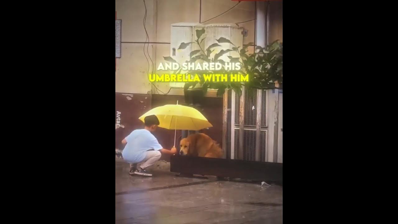 He Saw A Dog In The Rain And Did This... 😭🌧️ It was raining heavily when this sweet little boy spotted a lonely dog sitting all by itself in the storm. Instead of running home, he stopped, walked over, and shared his yellow umbrella to keep the dog safe and dry. 🥺❤️
​The dog's reaction at the end shows pure gratitude. Acts of kindness like this remind us that humanity and love still exist in the purest form. If this beautiful moment touched your heart, don't forget to like, share, and subscribe for more heartwarming stories! ✨🐶

Video Credit: @OriginalCreator (All rights reserved)
Disclaimer: The content is intended for educational purposes only.

​#kindness #doglovers #heartwarming #faithinhumanity #viralshorts ​#kindnessmatters #faithinhumanity #dogsofinstagram #heartwarming #wholesome #goldenretriever #doglover #kindness #viralreels #explorepage #animalsanctuary #goodnews #compassion #loveanimals

​heartwarming video, boy saves dog in rain, acts of kindness, faith in humanity restored, dog reaction to kindness, cute dog video, golden retriever in rain, emotional dog story, kind kid shares umbrella, viral dog video 2026, wholesome moments, animal rescue story, usa viral shorts.