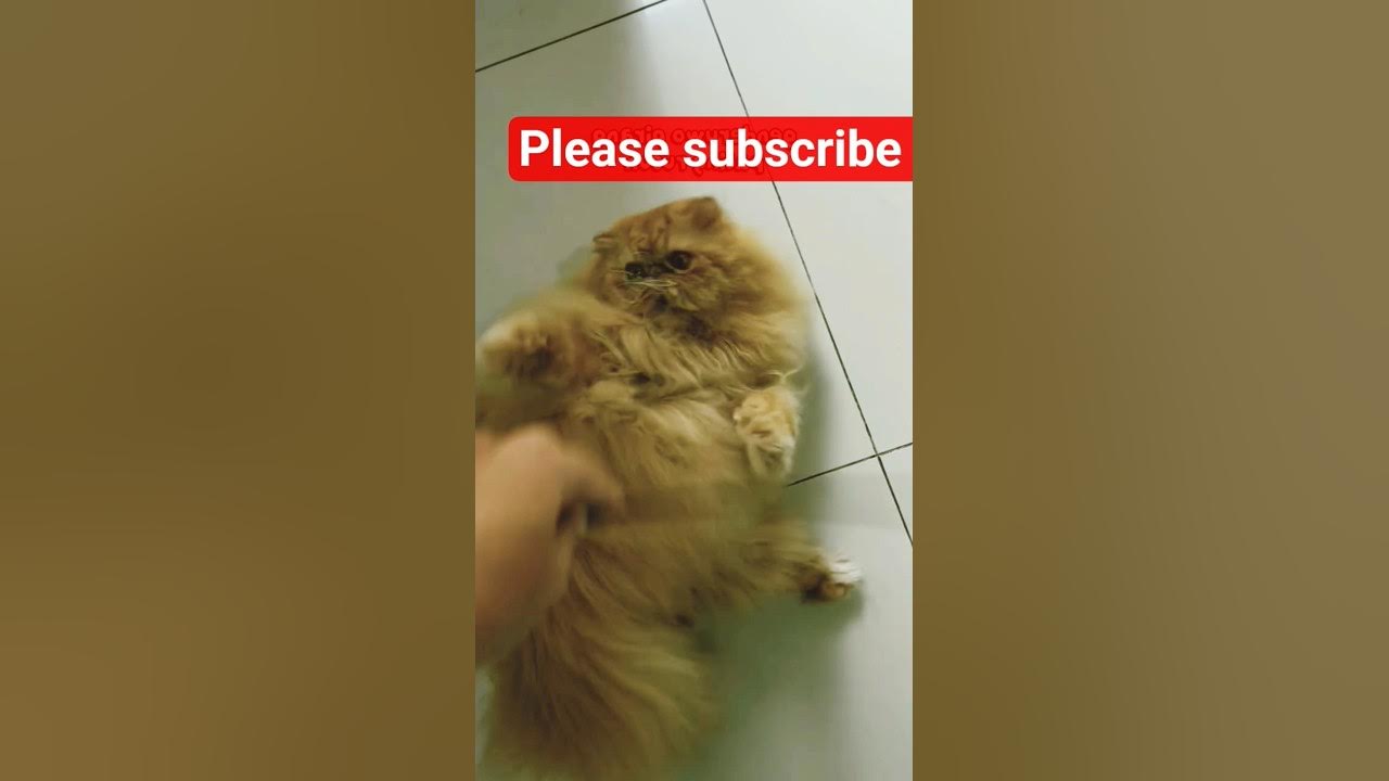 #Cat #catlover #catlife #catsofinstagram #cats #catlovers #catofinstagram #britishshorthair