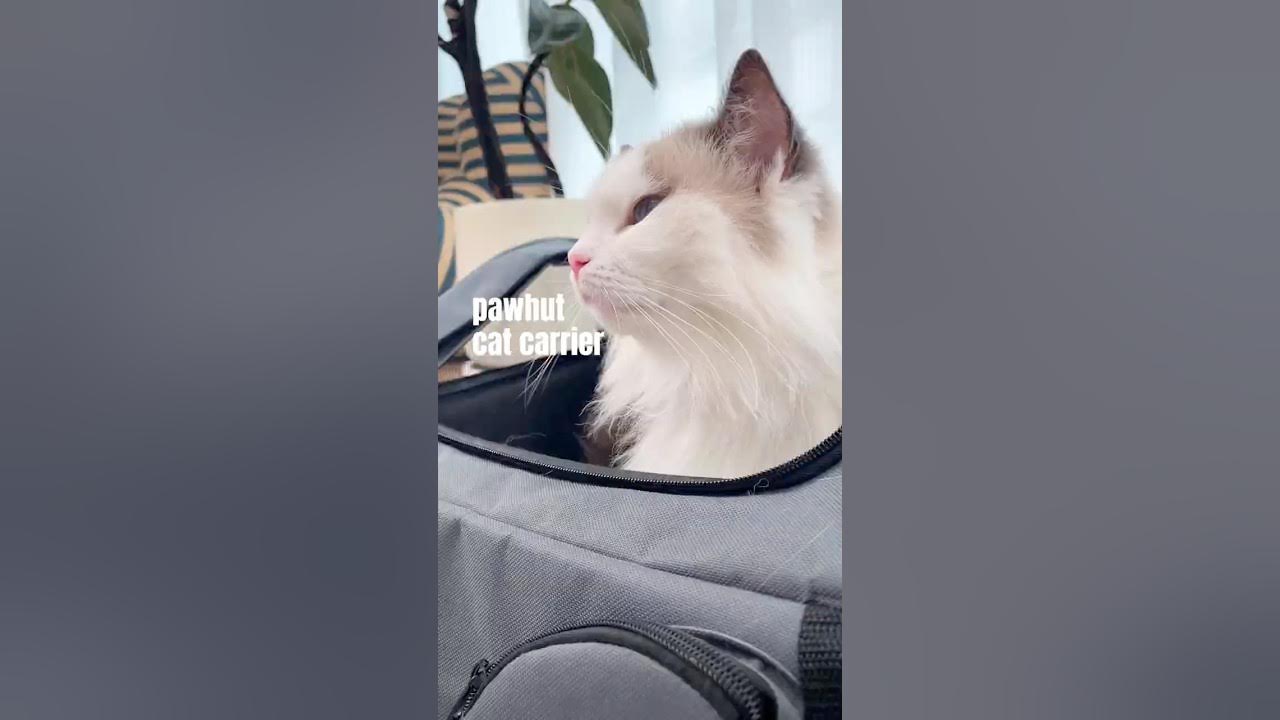 or was she just waiting for THIS? 😼✨#pawhut #CatTok #catlife  #petcarrier  #funnycats #catsofinstagram  #pets  #cozy  #catparents  #trendingnow