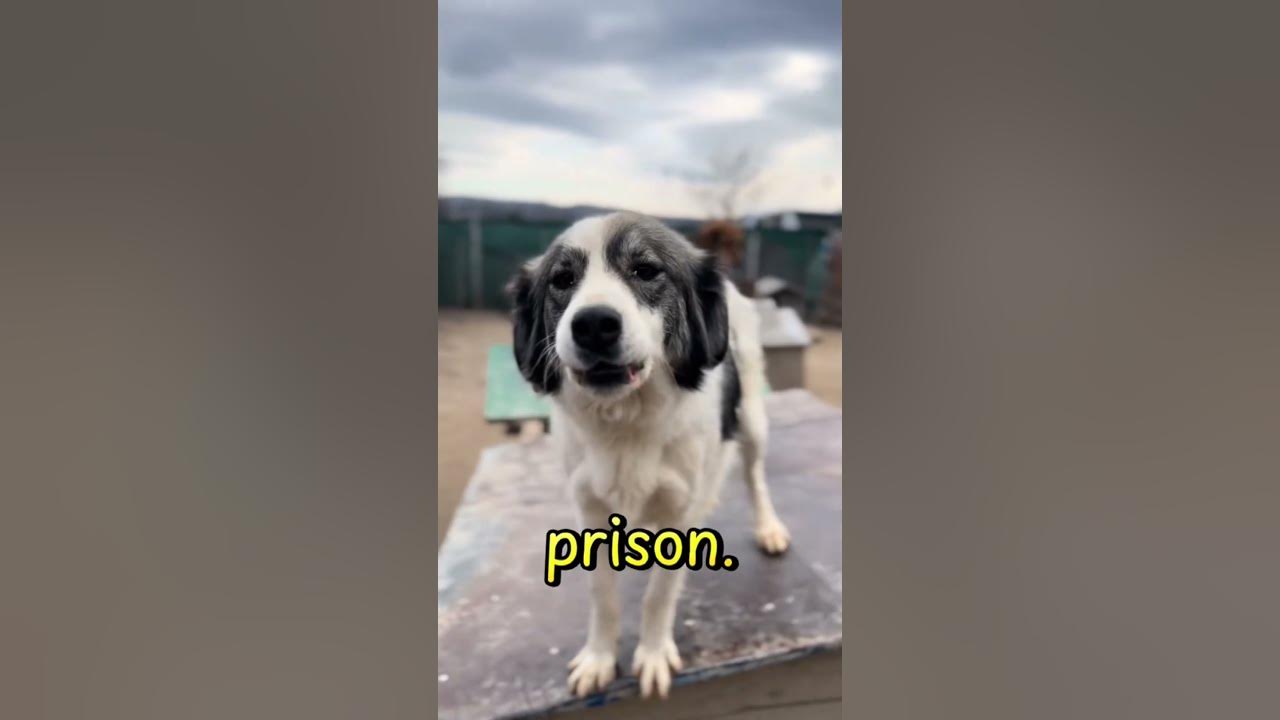 #share #repost #rescue #dogsofinstagram #adoptstrays #rescueefforts #dogrescue #rescuedog #straydogs We feel stuck! We need your comments and reposts
We need to get out videos seen #reposteria #seen #viraleffects