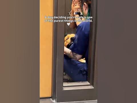A Dog Deciding You’re Safe Is the Purest Thing Ever 🥹 #shorts A dog deciding you are safe is one of the purest things 💙

#HudsonAnimalHospital #DogsofInstagram #PetsofNYC #NYCVet #DogLovers #VetLife #AnimalHospital #DogReels #DogsOfTikTok #PetParents

[dog trusts human, wholesome dog moments, emotional dog video, vet staff and dogs, heartwarming pet content]