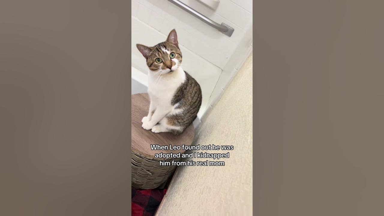 I can’t believe it #catsoftiktok #catsofyoutube #catshorts #funny #catsofinstagram