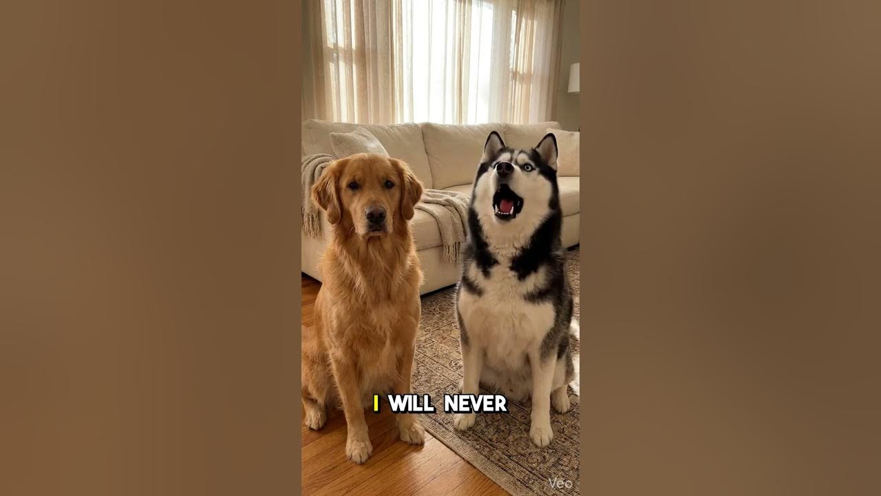 Turn brushing into a massage so your dog cooperates The pointy rake of doom is actually a free spa day! Does your dog run from the brush or demand pampering? #chuckandbarry #dogsofinstagram #funnydog #goldenretriever #siberianhusky