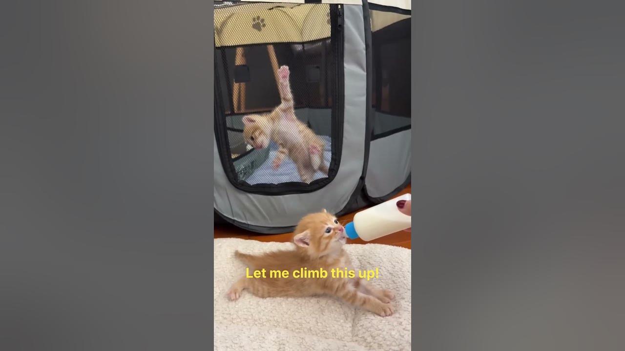 🐱 Funny cat videos | cute cats | Try not to laugh |  #kitten #cute #cat #catvideos #cats #cat #catsofinstagram #of #catlover #catlife #catmemes #instagram #catlovers #kittens #catmeme #catloversclub #catvideo #meow #catoftheday #catstagram #cutecat #cutecats #kitten #funnycats #catlove #kittycat #funnycat #funnycatvideos #kitty #instacat #catvideosofinstagram #kittensofinstagram #caturday