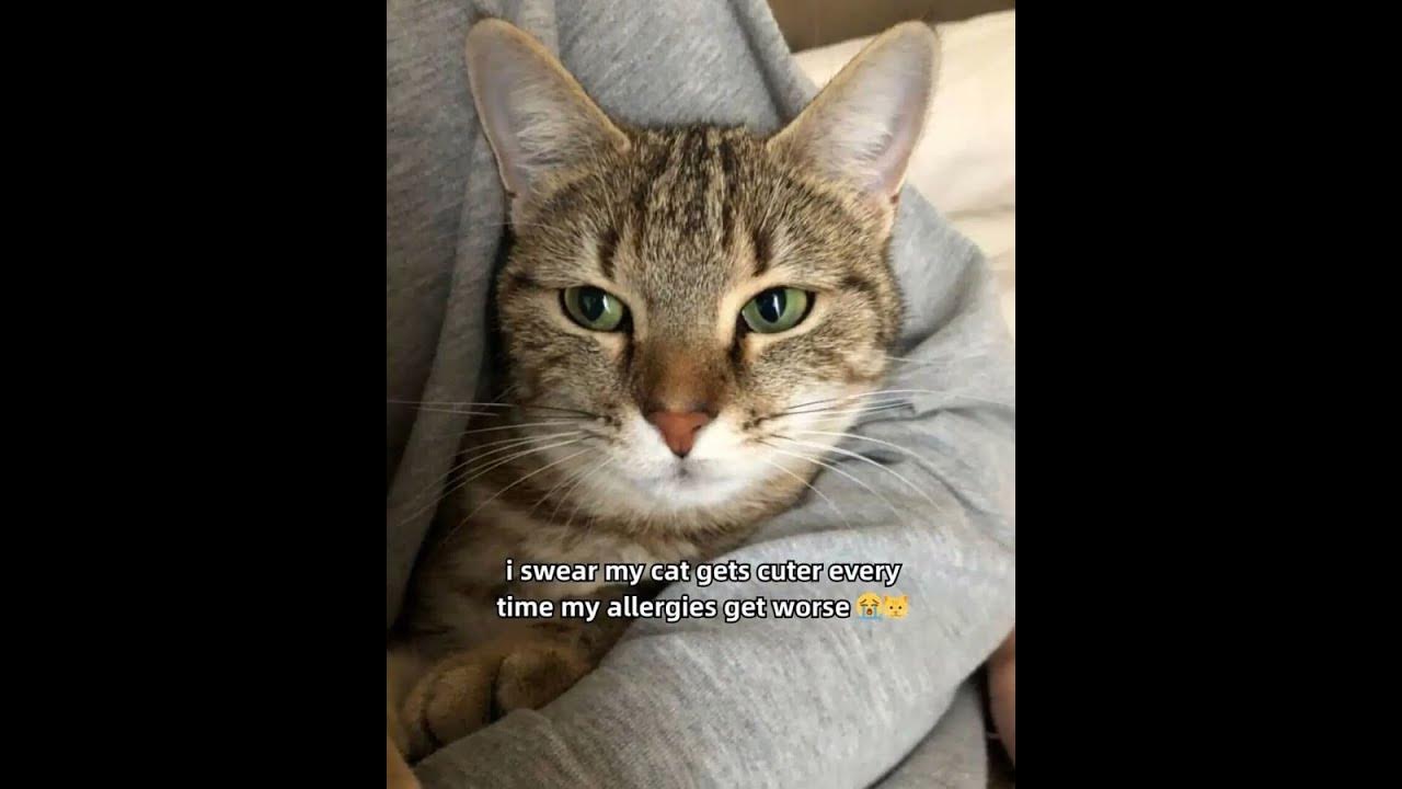 #cats #cat #catsofinstagram #catlover #catstagram #catlife #instacat #cats
#cat
#catsofinstagram
#catlover
#catstagram
#catlife
#instacat
