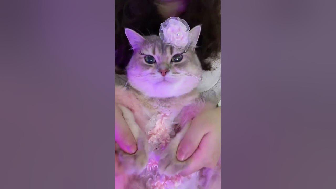 Cat #shorts #cat #youtube #cats #fyp #kucing #pet  #youtubeshorts #viral #trending #cat #cats #catsofinstagram #of #catstagram #catlover #catlife #instagram #catlovers #kitten #instacat #kitty #pet #cute #love #meow #dog #catoftheday #pets #kittens #gato #animals #catlove #animal #cutecat #world #gatos #petsofinstagram #kittensofinstagram #chat #funnyanimal #cats #funnycat